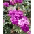 Nasiona Róża pnąca lila róż szt.5 Nxx209