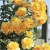 Nasiona Róża pnąca żółta szt.5 Nxx210