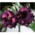 Nasiona Róża pustynna purpura szt.2 Nxx219