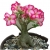 Nasiona Róża pustynna różowo-amarantowa szt.2 N220
