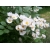 nasiona Róża wielkokwiatowa Rosa multiflora szt5 Fore224