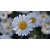 Nasiona Rumianek leczniczy Matricaria szt. 10 Nxx701