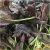 Nasiona Sałata olbrzymia bordowa szt.10 Nxx120