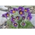 Nasiona Sasanka zwycz fiolet szt.5 Nxx104