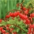 Nasiona Serduszka okazała czerwona szt.5 Nxx602