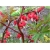 Nasiona Serduszka okazała czerwona szt.5 Nxx602