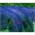 Nasiona Skalna rzeżucha niebieska szt.10 Nxx411