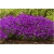 Nasiona Skalna rzeżucha fiolet szt.5 Nxx5