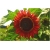 Nasiona Słonecznik czerwony szt.5 Nxx82