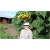 Nasiona Słonecznik gigant szt.5 Nxx15