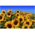 Nasiona Słonecznik wazonowy szt.5 Nxx131