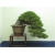 Nasiona Sosna czarna bonsai szt.5 Nxx606