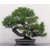 Nasiona Sosna czarna bonsai szt.5 Nxx606