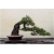Nasiona Sosna czarna bonsai szt.5 Nxx606