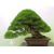 Nasiona Sosna czarna bonsai szt.5 Nxx606