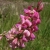 Nasiona Sparceta siewna różowa Esparceta szt.5 Nxx729