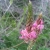 Nasiona Sparceta siewna różowa Esparceta szt.5 Nxx729