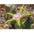 Nasiona Stapelia pulchella kaktus szt.10 Nxx402