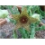 Nasiona Stapelia pulchella kaktus szt.10 Nxx402