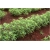 Nasiona Stewia zamiennik cukru szt.10 Nxx421