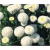 Nasiona Stokrotka pełna Daisy szt.10 Nxx473