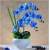 Nasiona Storczyk niebieski rzadki szt.5 Nxx196