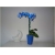 Nasiona Storczyk niebieski rzadki szt.5 Nxx196
