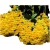 Nasiona Storczyk zwisający żółty szt.6 N207