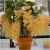Nasiona Storczyk zwisający żółty szt.6 Nxx207