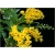 Nasiona Storczyk zwisający żółty szt.6 Nxx207