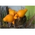Nasiona Sutek owocowy szt.5 Nxx517