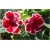 Nasiona Syningia czerwona z białym szt.5 Nxx491