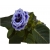 Nasiona Syningia gloksynia niebieska szt.5 N512