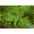 Nasiona Szparag pierza paprotka dom szt.4 Nxx638
