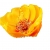 Nasiona Tarczyca brodata żółta szt.10 N522