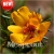 Nasiona Tarczyca brodata żółta szt.10 Nxx522