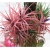 Nasiona Tillandsia liliowa szt.5 Nxx299