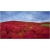 Nasiona Trawa czerwona szt.5 Nxx257