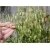 Nasiona Trawa Drżączka szt.5 Nxx155