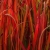 Nasiona Trawa Red Baron szt.10 Nxx739