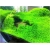 Nasiona Trawa akwariowa szt.5 Nxx116