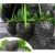 Nasiona Truskawka czarna szt.5 Nxx252