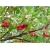 Nasiona Drzewo truskawkowe szt.5 Nxx298