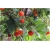 Nasiona Drzewo truskawkowe szt.5 Nxx298