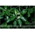 Nasiona Trzmielina oskrzydlona szt.10 Nxx382