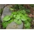 Nasiona Wasabi chrzan japoński szt.5 Nxx274