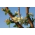 nasiona Węgierka Wangenheima Prunus domestica szt5 Fore206