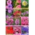 Nasiona Werbena mix szt.5 Nxx175