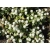 Nasiona Wiecznik Gomfrena biały szt.5 Nxx676