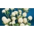 Nasiona Wiecznik Gomfrena biały szt.5 Nxx676